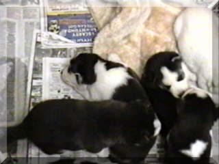 Image of four puppies