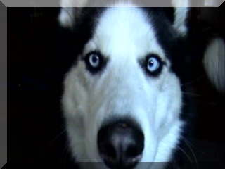 Image of husky face