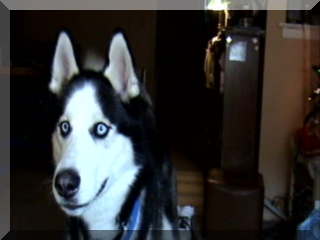 Image of Siberian Husky Billy