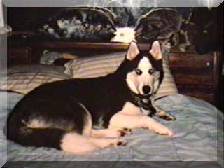 Image siberian husky billy