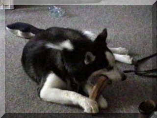 Image of billy with bone