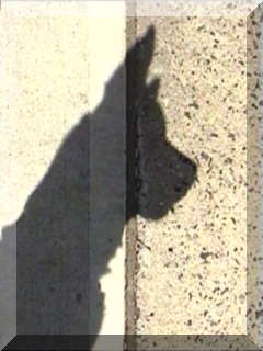 Image billy's shadow