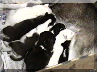 seven puppies