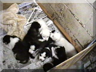 Image of seven puppies