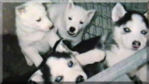 Image 4 pups