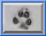 Image of billy's pawprint in a frame