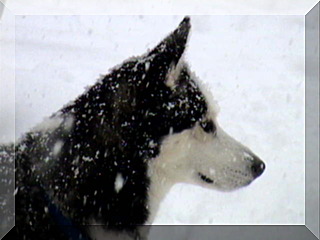 Image of snowflakes on billy's head