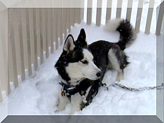 Image of billy in snow