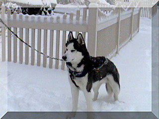 Image of billy standing in snow