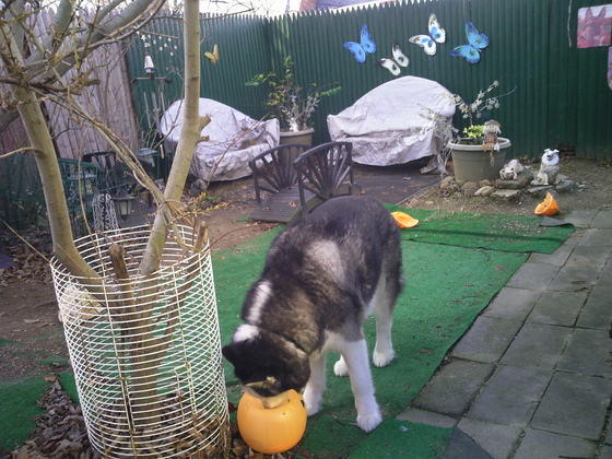 billy looking into pumpkin