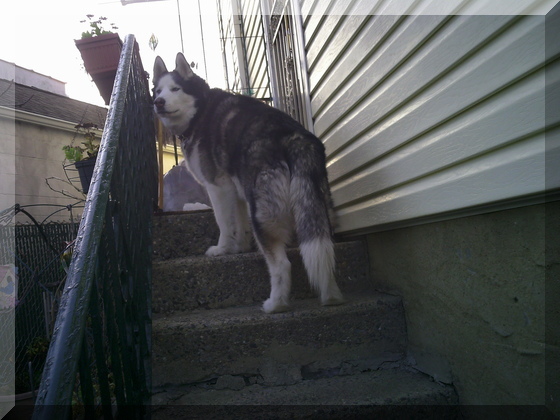 Image of billy on the stoop