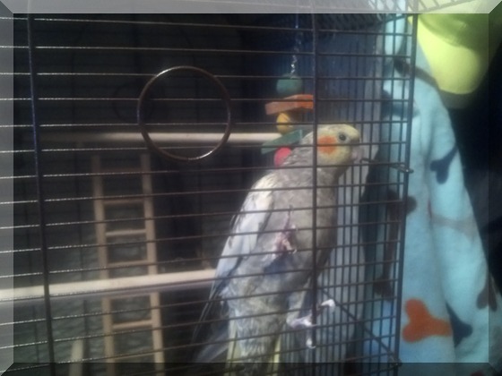 image 2 of cockatiel pepper