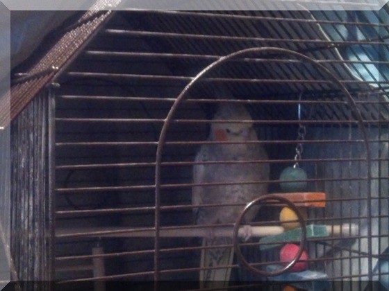 image 4 of cockatiel pepper