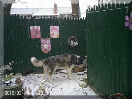 image of billy by fence