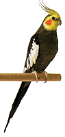 image of bird