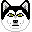 image of husky face