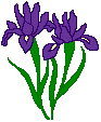 purple iris