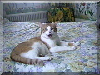 Image cat on bed