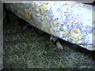 Image of santiki under bed