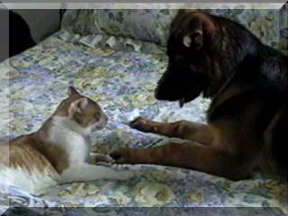 Image of simon and cat on bed