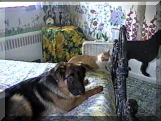 Image of simon and cat on bed