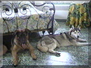 Image of my dogs simon and santiki