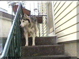 Image of my dog santiki on stoop