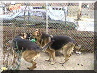 Image of my two dogs playing with soda bottle