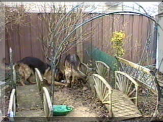 Image of my two dogs digging