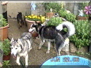 Image of dated picture of santiki,simon and billy in yard by kiddie pool