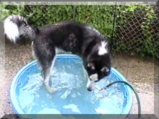 Image of billy in pool fillng with water