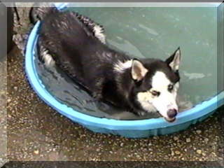 Image of billy in pool