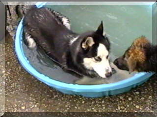 Image billy and simon face to face in pool