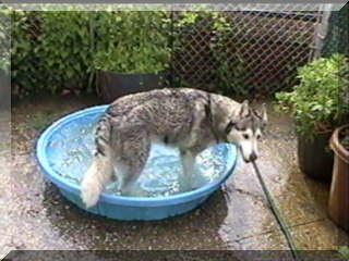 Image santiki in pool