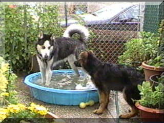 Image of billy in pool and simon not