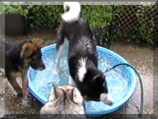 Image simon,billy and santiki by pool