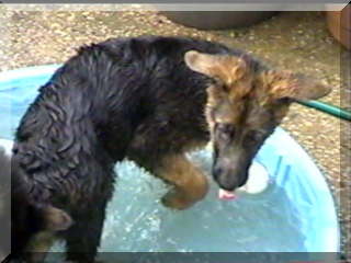 Image of simon in pool 