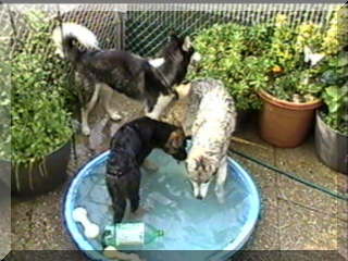 Image of 3 dogs in pool