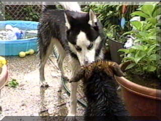 Image of billy and simon nose to nose