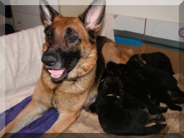 Image of mom and pups