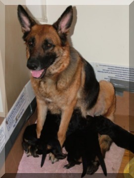 Image of standing mom and pups