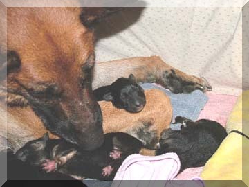 Image newborn GS puppies 