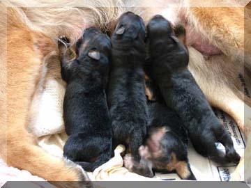 Image newborn GS puppies