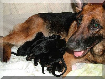 Image of newborn puppies