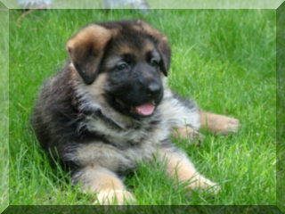 Image of german shepherd pup