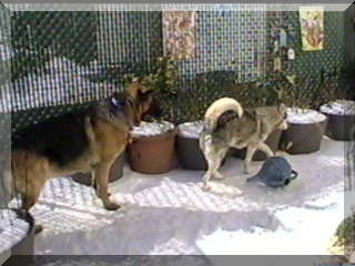 Image of simon and santiki in snowy yard