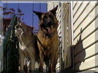 Image of my dogs on stoop