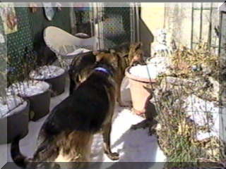 Image simon and shadow eating snow