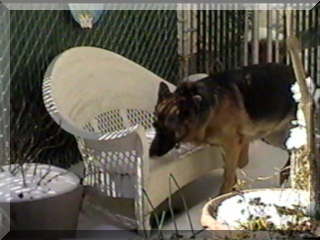 Image of simon eating snow off of bench