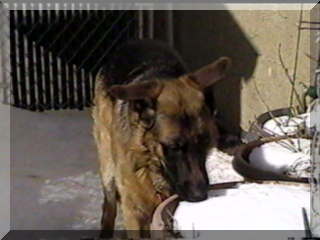 Image of my dog eating snow from flower pot